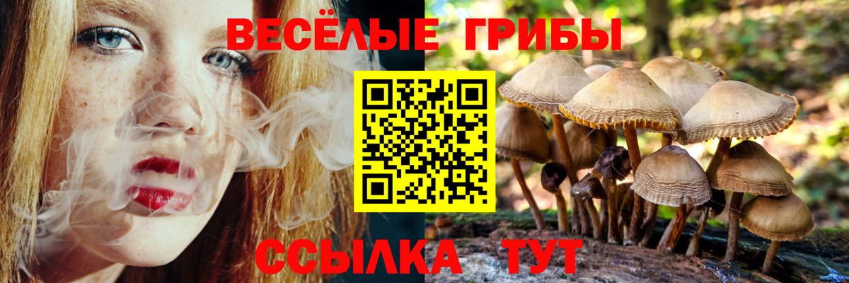 Псилоцибиновые грибы мицелий Сокол